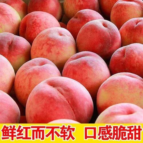 正宗陕西水蜜桃当季水果