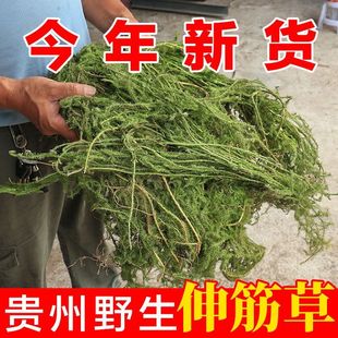 贵州野生伸筋草中药材500g狮子草小舒筋草干货正品晒干活络筋骨草