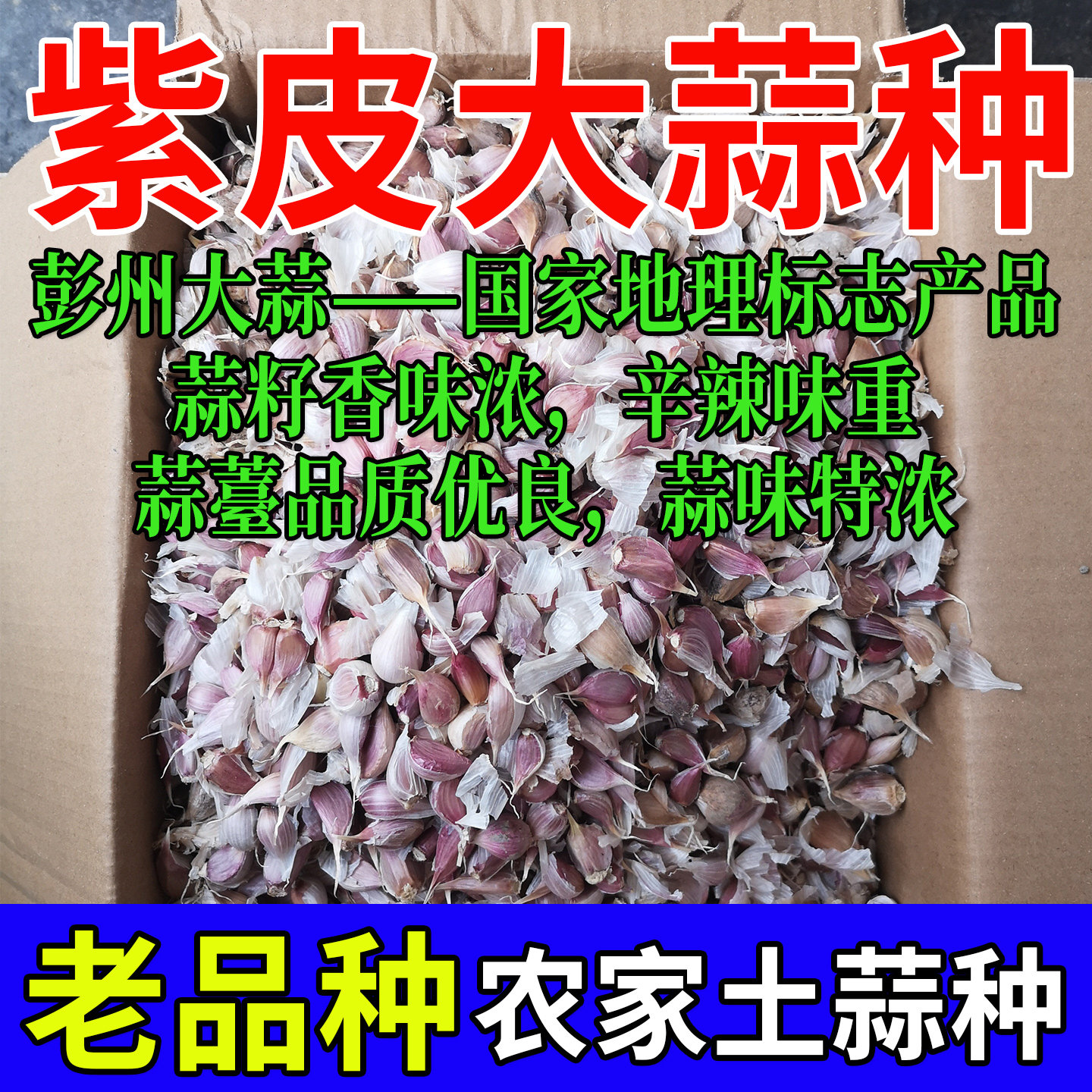 四川彭州紫皮大蒜农家土蒜种子