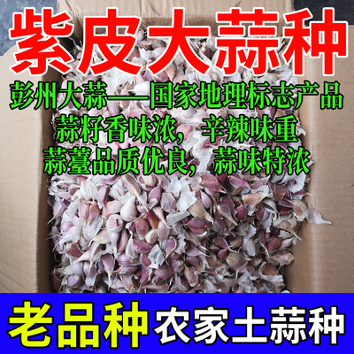 四川彭州老品种紫皮蒜种子