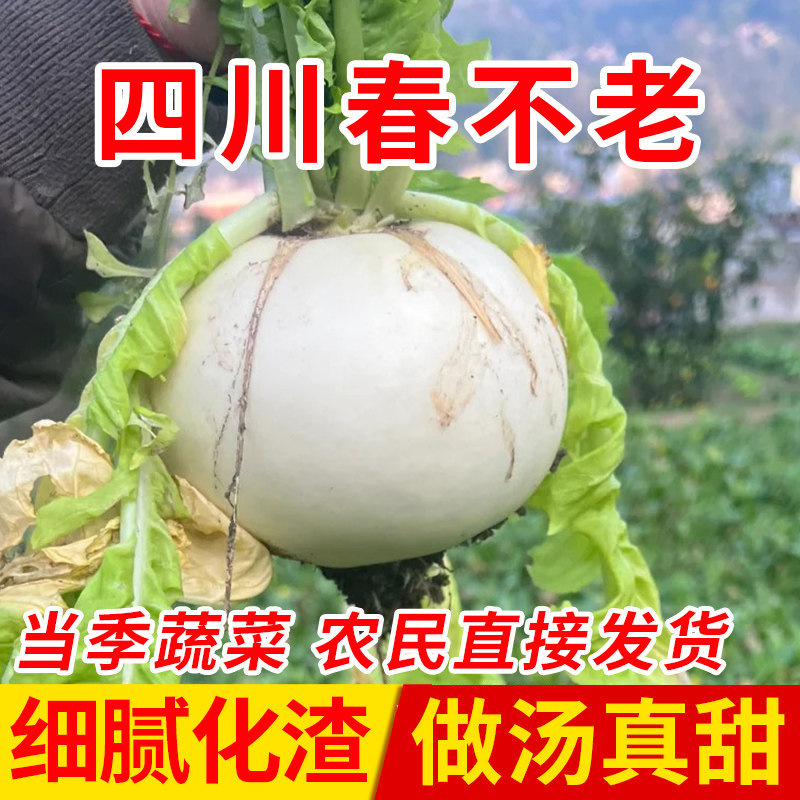 四川新鲜圆白萝卜时令蔬菜