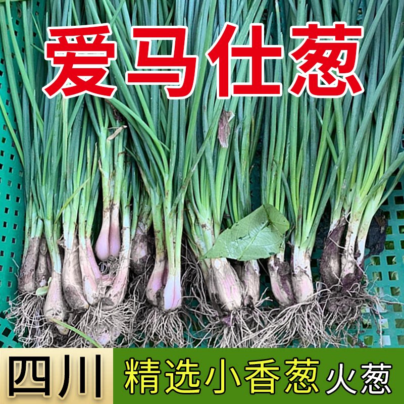 四川正宗小香葱四季香葱农家葱
