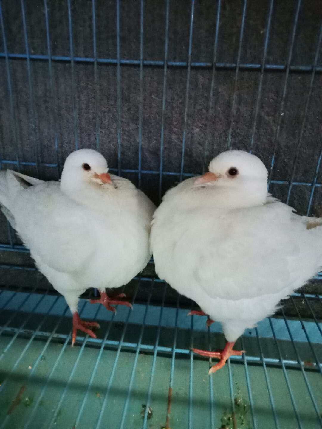 出售圆环鸽子特大元宝鸽子公斤鸽子观赏鸽子幼鸽活体包邮2800一对