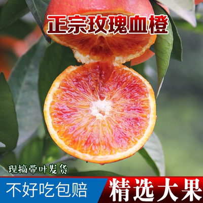长寿湖现摘玫瑰血橙四川当季新鲜水果红心手剥橙子10斤雪橙包邮