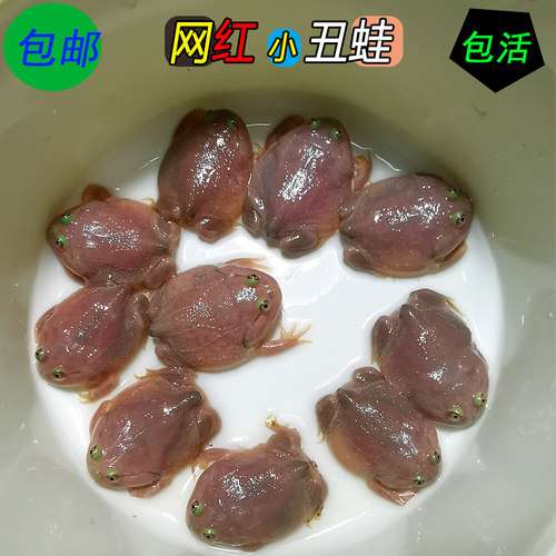 【丑萌霸总】网红小丑蛙