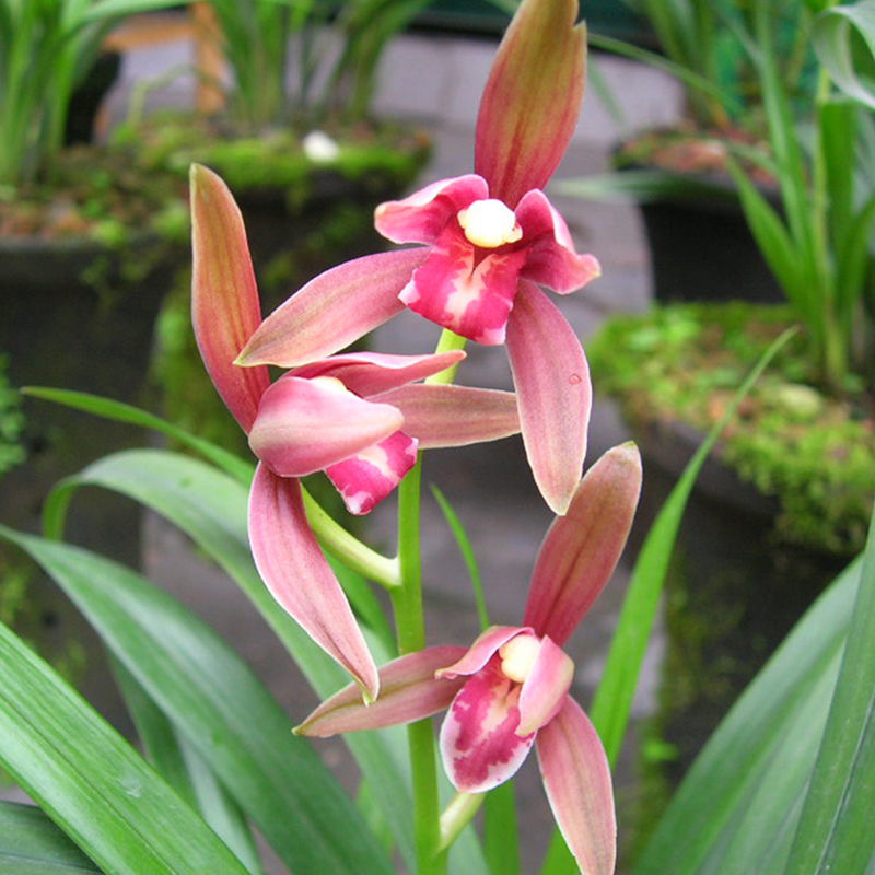 名贵兰花苗建兰四季兰仙山红浓香好养兰花室内阳台客厅