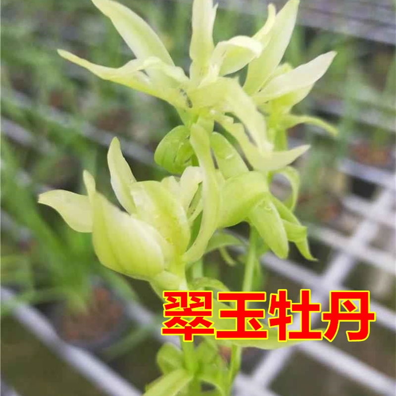 兰花苗建兰四季兰 翠玉牡丹 浓香正品室内阳台客厅花卉盆栽