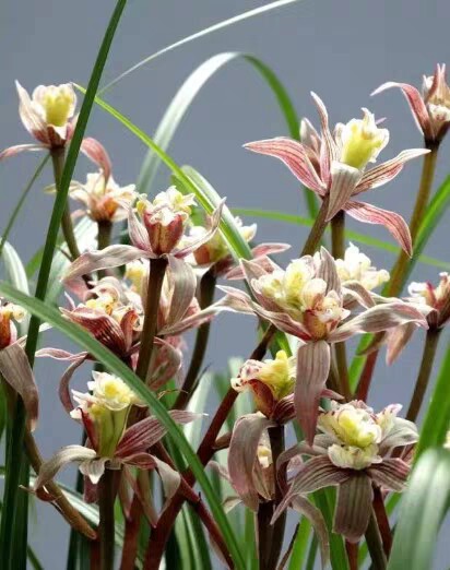 兰花苗莲瓣兰【国色天香】浓香阳台绿植花卉盆栽园艺
