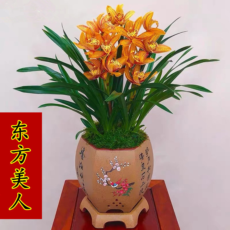 兰花苗建兰四季兰 东方美人 浓香阳台室内花卉客厅好养绿植盆栽