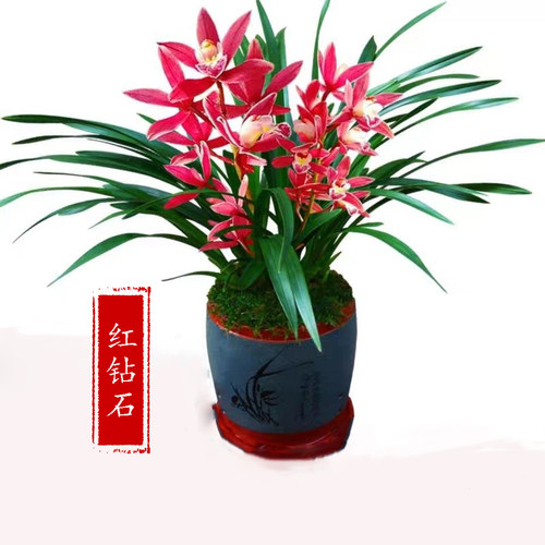 兰花苗杂交兰  红钻石  浓香花卉室内阳台客厅好养绿植盆栽