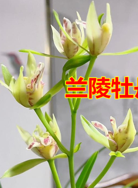 兰花苗浓香建兰四季兰 兰陵牡丹 室内阳台客厅花卉盆栽