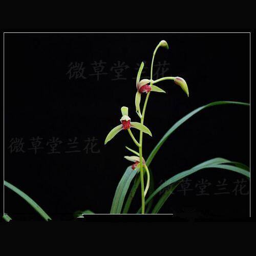 名贵兰花苗建兰四季兰妃子笑浓香好养兰花室内阳台客厅