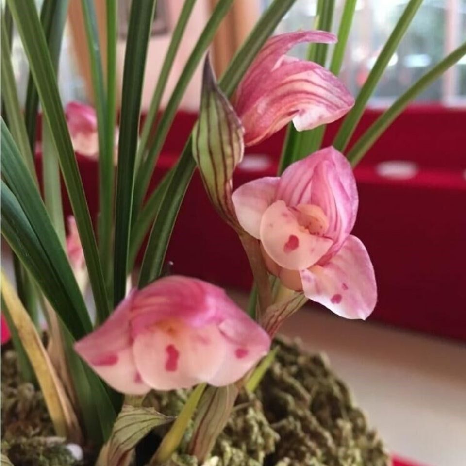 包邮 兰花苗客厅花卉阳台盆栽浓香老种兰花 春兰【凤冠】
