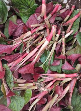 新鲜鱼腥草嫩叶四川折耳根叶子凉拌现发侧耳根猪鼻孔农家应季蔬菜