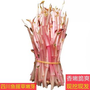 嫩芽鱼腥草尖当季蔬菜折耳根新鲜芽子四川特产节耳根嫩苗凉拌