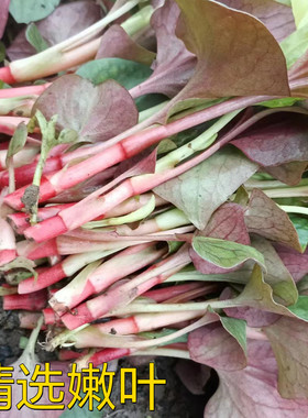 现挖四川折耳根新鲜鱼腥草嫩根带叶子猪鼻孔侧耳根凉拌农家种蔬菜