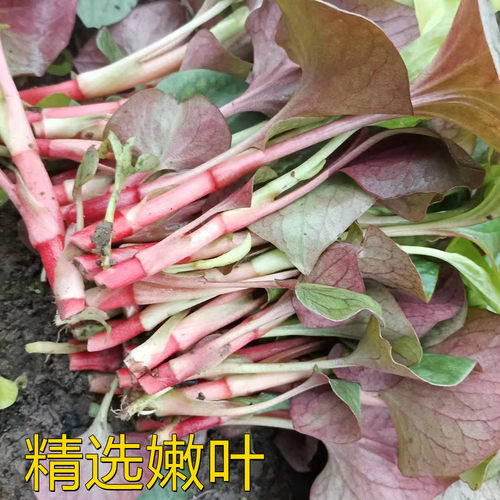 四川折耳根鱼腥草新鲜现挖嫩叶子