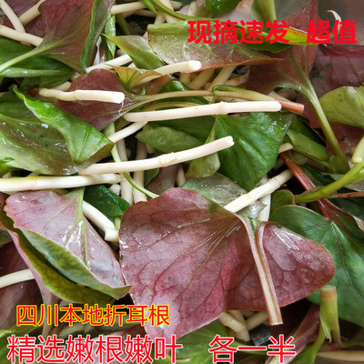 四川折耳根鱼腥草嫩根叶各半新鲜