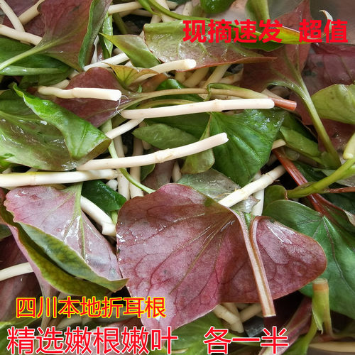 四川折耳根鱼腥草嫩根叶各半新鲜