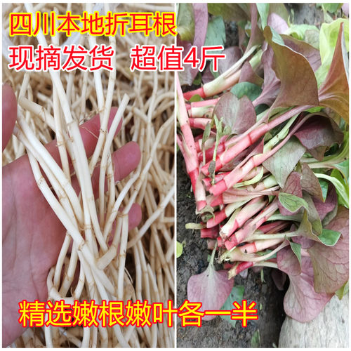 鱼腥草四川新鲜现挖折耳根带叶根叶各半嫩叶子嫩根侧耳根猪鼻孔