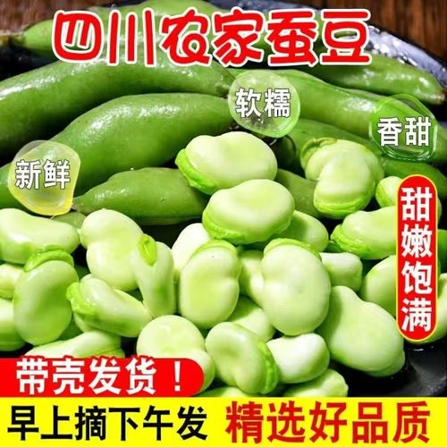 新鲜现摘带壳蚕豆农家本地胡豆佛青豆鲜嫩罗汉豆兰花豆荚应季蔬菜-封面