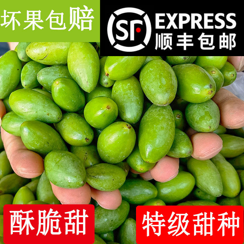 新鲜橄榄果甜种檀香老树金灶青果生吃煲汤泡茶泡酒水果福建500克