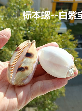 包邮新款海螺贝壳白紫宝螺去皮百眼宝螺地图宝螺鱼缸珊瑚造景标本