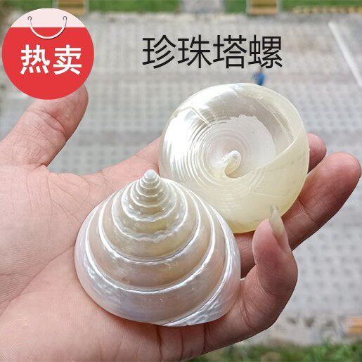 包邮天然海螺贝壳夜光塔螺珍珠塔螺鱼缸造景水族装饰袖珍标本摆件