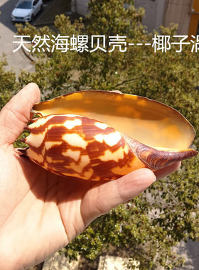 新款天然大海螺贝壳印尼椰子涡螺创意家居摆件多肉绿植盆栽礼品