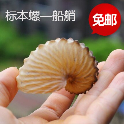 包邮天然海螺贝壳阔船蛸扁船艄标本螺船章鱼标本螺收藏礼品装饰品