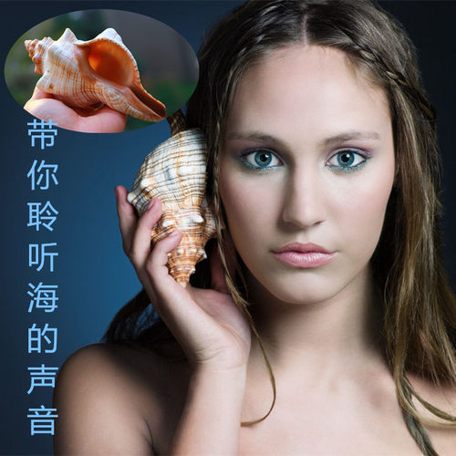 包邮天然海螺贝壳赤旋螺羊角螺鱼缸水族装饰家居摆件礼品吟声螺