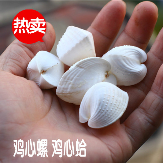 热卖天然海螺贝壳爱心螺鸡心螺心形贝壳 鱼缸水族装饰 送女友礼品