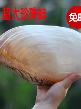 包邮超大天然贝壳海螺 珍珠蚌壳海蚌贝 家居摆件鱼缸水族装饰道具