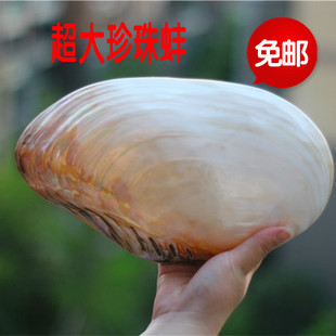 包邮超大天然贝壳海螺 珍珠蚌壳海蚌贝 家居摆件鱼缸水族装饰道具
