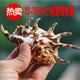 鱼缸水族家居装 蜘蛛螺 饰拍摄道具礼品 天然海螺贝壳黑七角螺 热卖