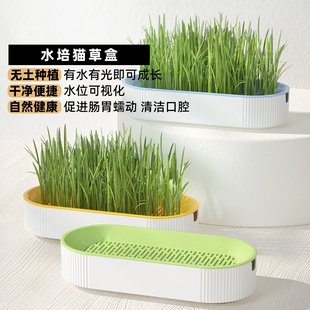 水培猫草盒小麦种子懒人种植无土水培猫薄荷干净去毛球猫咪零食