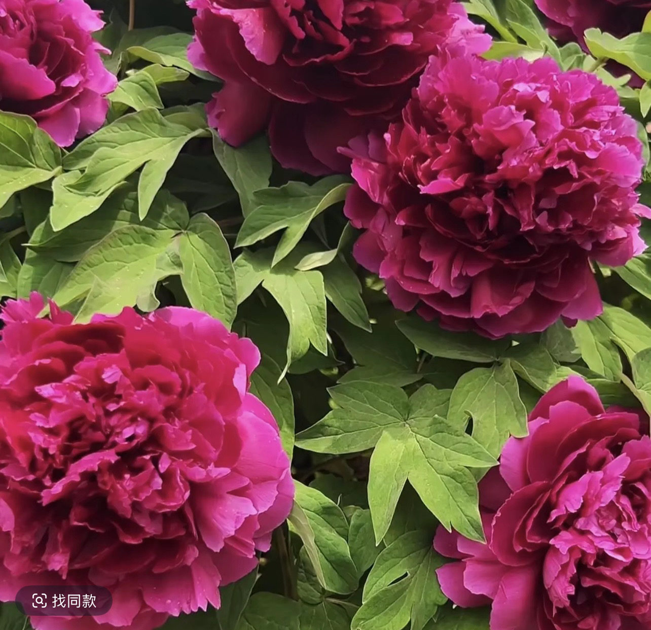 山东菏泽牡丹花苗牡丹根块盆栽地栽新手好养室内庭院花卉植物对版