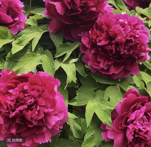 山东菏泽牡丹花苗牡丹根块盆栽地栽新手好养室内庭院花卉植物对版