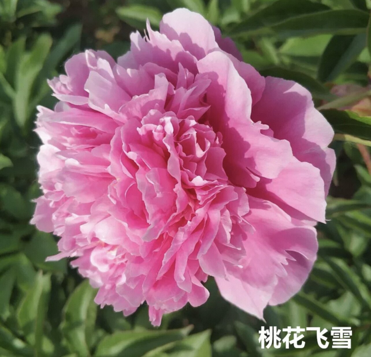 【山东大芍药-桃花飞雪】芍药花苗芍药根块秋季栽种春天开花