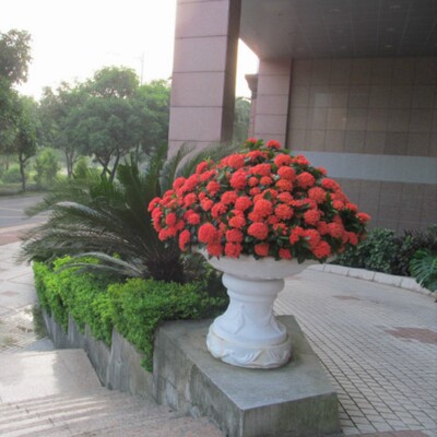 龙船花红百合 山丹丹庭院阳台室内观花盆景 绿植盆栽