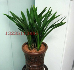 室内盆栽花卉*兰花品种墨兰企黑 金嘴墨兰 兰花苗 常绿植物盆栽