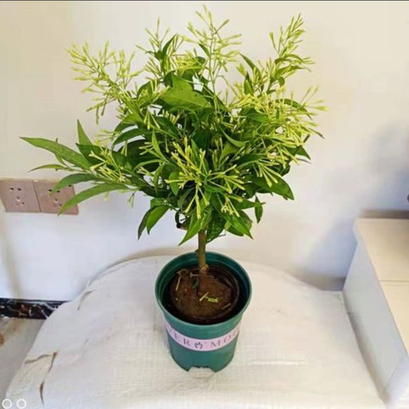 夜来香花树苗九里香夜来香盆栽