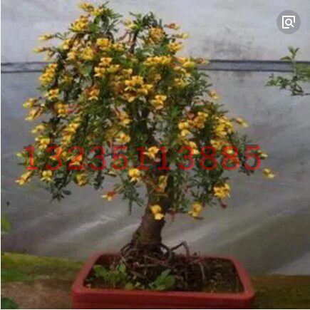庭院绿化苗木 观赏价值高*黄金雀 盆栽棵型 金雀花 锦鸡儿