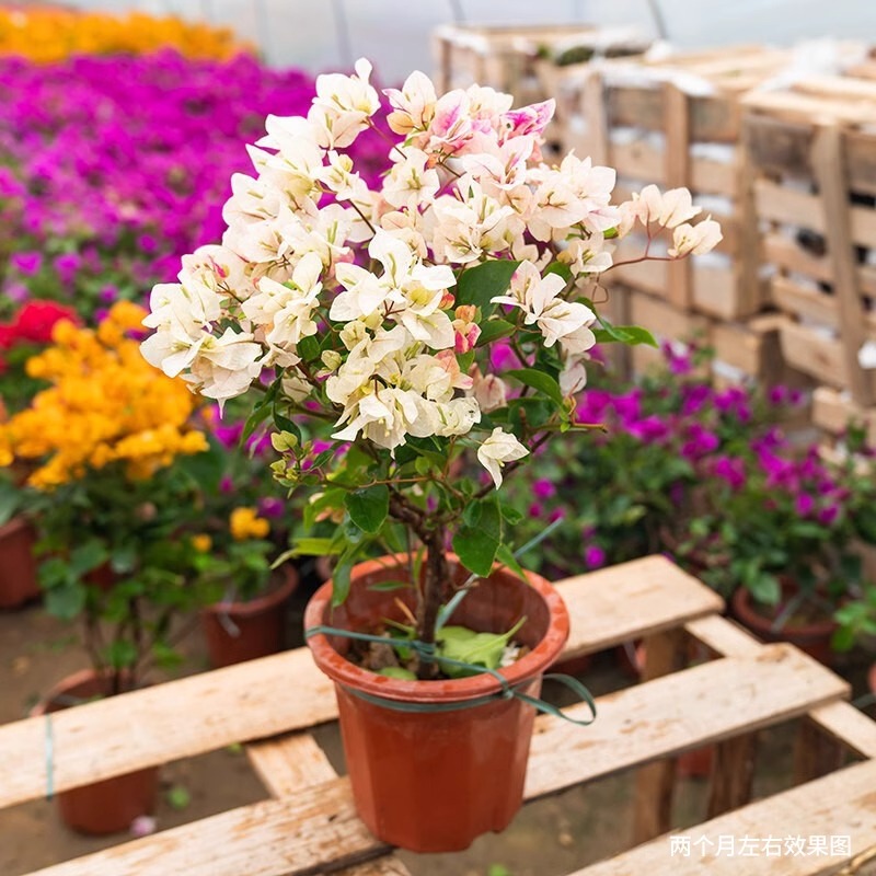 三角梅花苗盆栽爬藤花卉