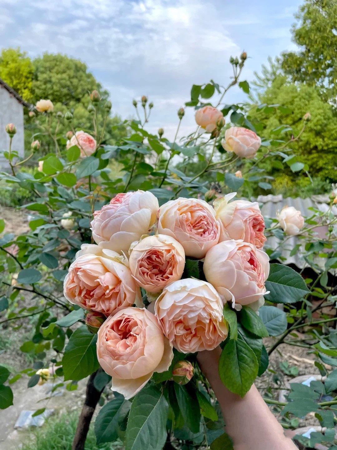 奥斯汀无名的裘德(jude the obscure)朦胧的朱迪灌木月季大花包子