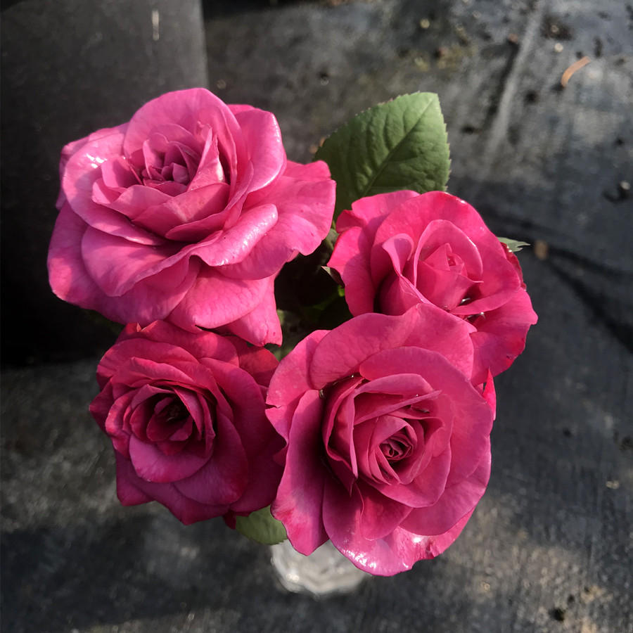 可乐的花园 新品丹麦微月 凯尔月季花苗 紫红色丰花适合盆栽微型