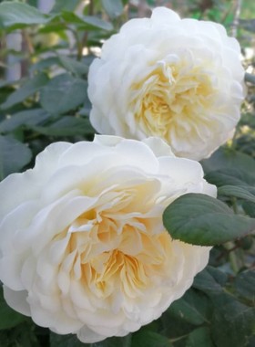 【可乐的花园】安宁盆栽小苗奥斯汀白色爬藤庭院藤本抗病月季花苗