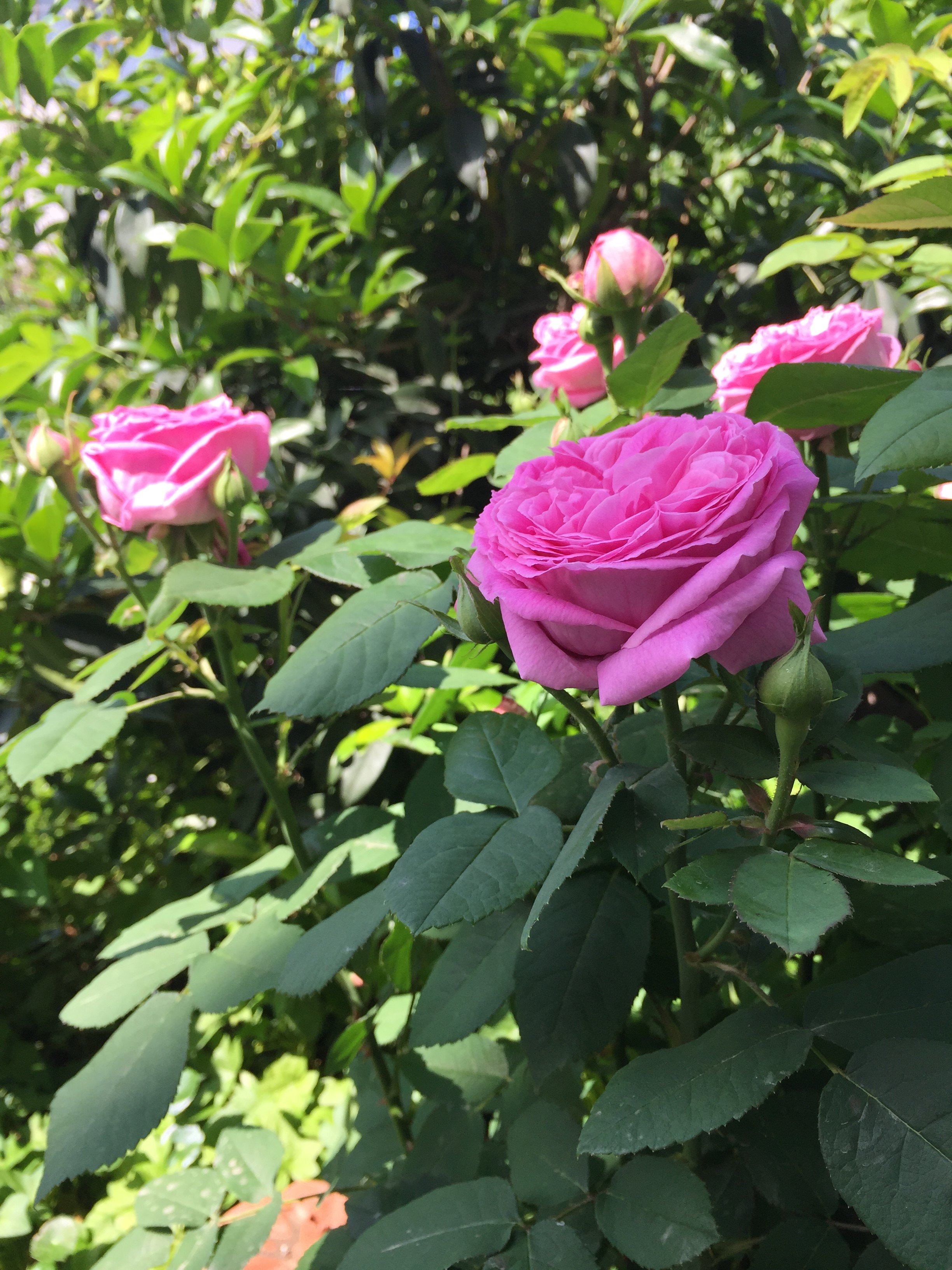 【可乐的花园】藤本蓝月亮月季攀援玫瑰爬庭院丰花推荐