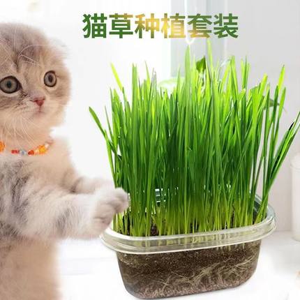 猫草种子猫零食水培自种植清洁牙齿化毛补充营养送盆送土