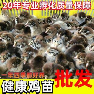 鸡苗小鸡土鸡三黄鸡九斤红大种肉鸡青脚麻鸡母柴鸡五黑鸡幼苗宠物